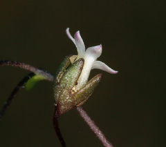 Nemacladus sigmoideus