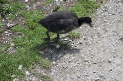 Fulica atra
