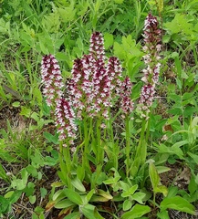 Neotinea ustulata ustulata