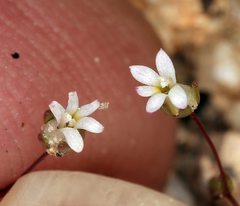 Nemacladus sigmoideus