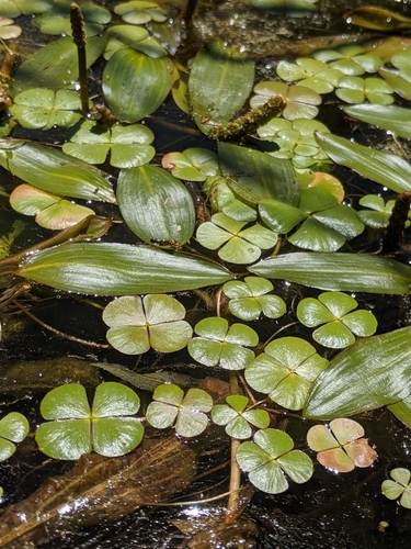 Hairy waterclover (Marsilea vestita)