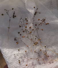 Nemacladus sigmoideus