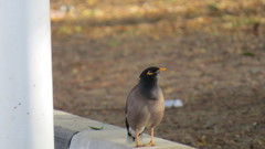 Acridotheres tristis