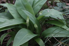 Allium ursinum