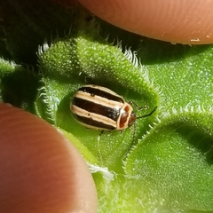 Kuschelina miniata