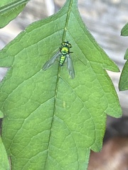 Condylostylus comatus