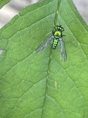 Condylostylus comatus