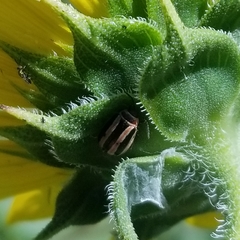 Kuschelina miniata