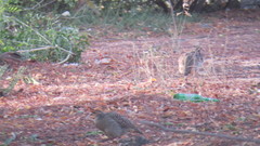 Ortygornis pondicerianus