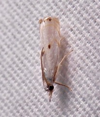 Microcrambus biguttellus