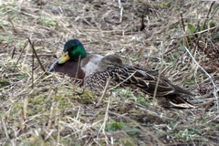 Anas platyrhynchos