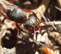Formica pratensis