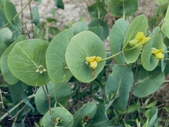 Baptisia perfoliata