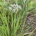 Allium cuthbertii - Photo (c) Keith Bradley, alguns direitos reservados (CC BY-NC), uploaded by Keith Bradley