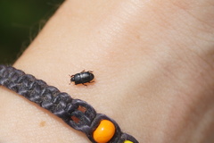 Platysoma compressum