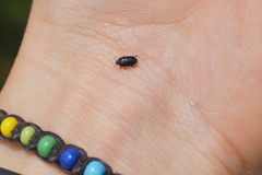 Platysoma compressum