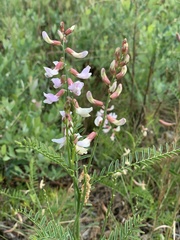 Astragalus michauxii