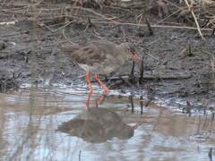 Tringa totanus