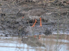 Tringa totanus