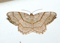 Trigrammia quadrinotaria