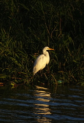 Ardea alba