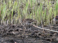 Gallinago gallinago
