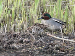 Gallinago gallinago