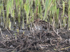 Gallinago gallinago
