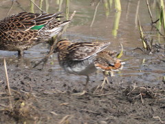 Gallinago gallinago