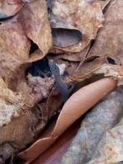 Sphaerodactylus altavelensis