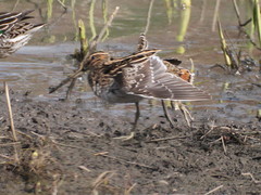Gallinago gallinago