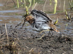 Gallinago gallinago
