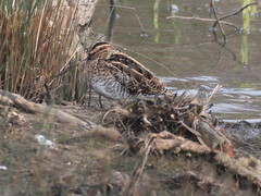 Gallinago gallinago