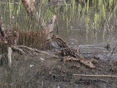 Gallinago gallinago