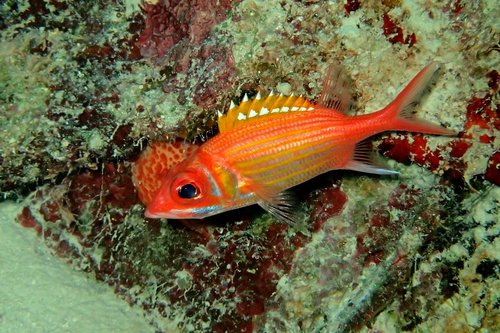 Photo of Longjaw squirrelfish (Neoniphon marianus)
