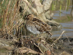 Gallinago gallinago