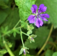 Geranium pyrenaicum