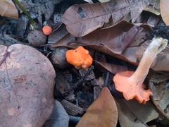 Cantharellus coccolobae