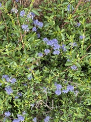Ceanothus parvifolius
