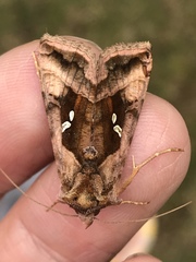 Autographa jota