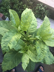 Phytolacca americana