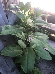Phytolacca americana