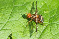 Idana marginata