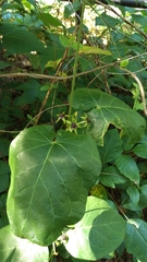 Gonolobus suberosus suberosus