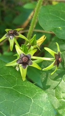 Gonolobus suberosus suberosus