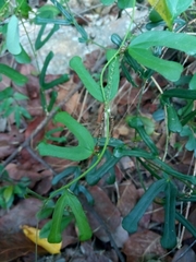 Passiflora bilobata