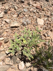 Acleisanthes diffusa