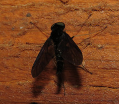 Chrysopilus velutinus