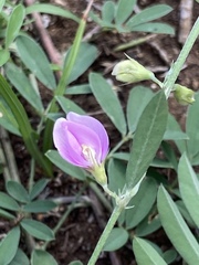 Tephrosia cinerea