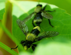 Laphria divisor